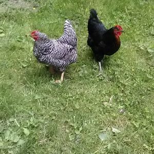 Meet your Posher, Kim